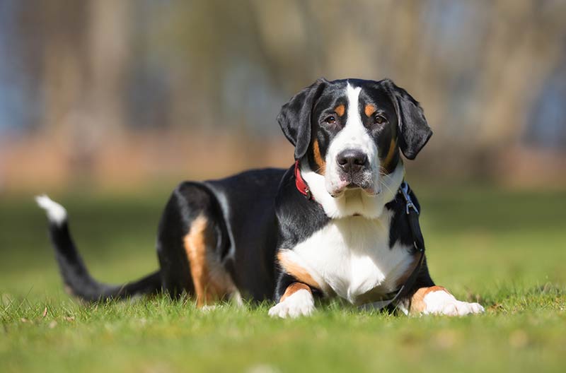 Greater Swiss Mountain Dog