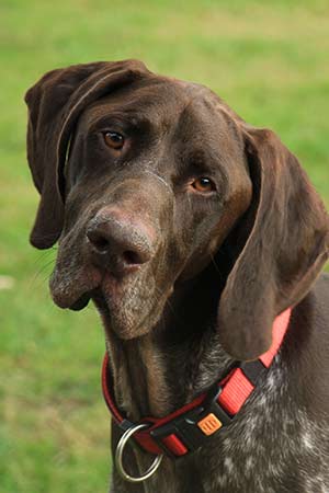 German Shorthaired Pointer
