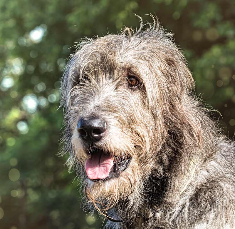 Irish Wolfhound