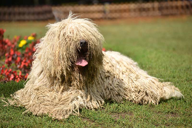 Komondor sheepdog, long haired dogs