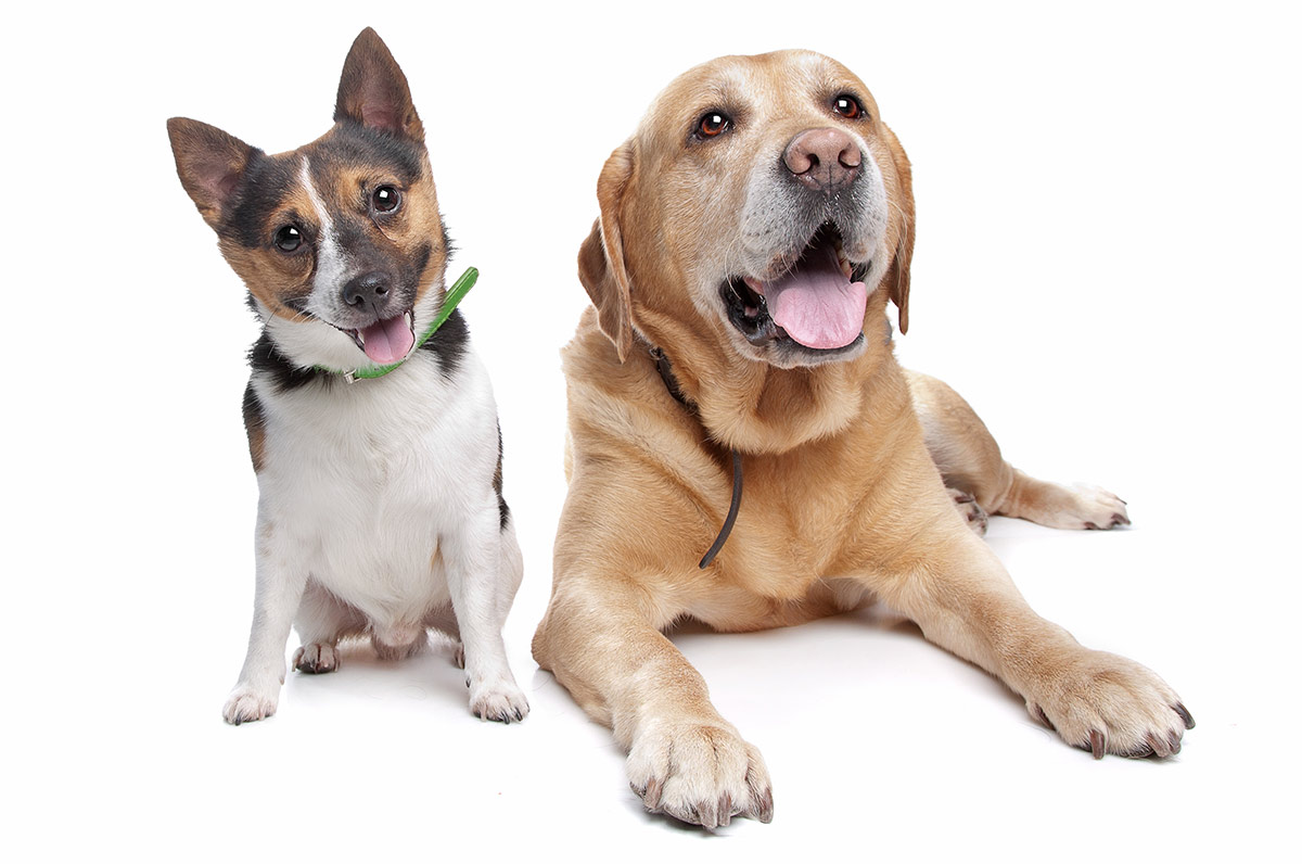 Terrier Mix Pros And Cons Of The Top Terrier Cross Breeds