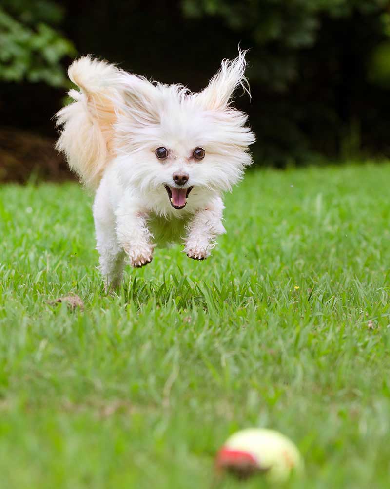 Maltipoo health