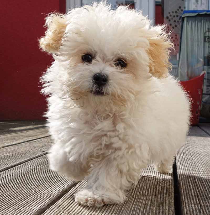 Fluffy White Maltipoo Puppies