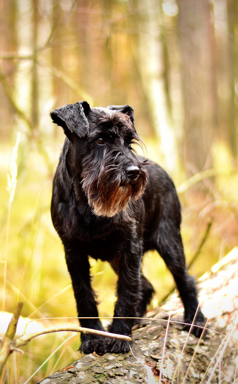 4 month old miniature schnauzer