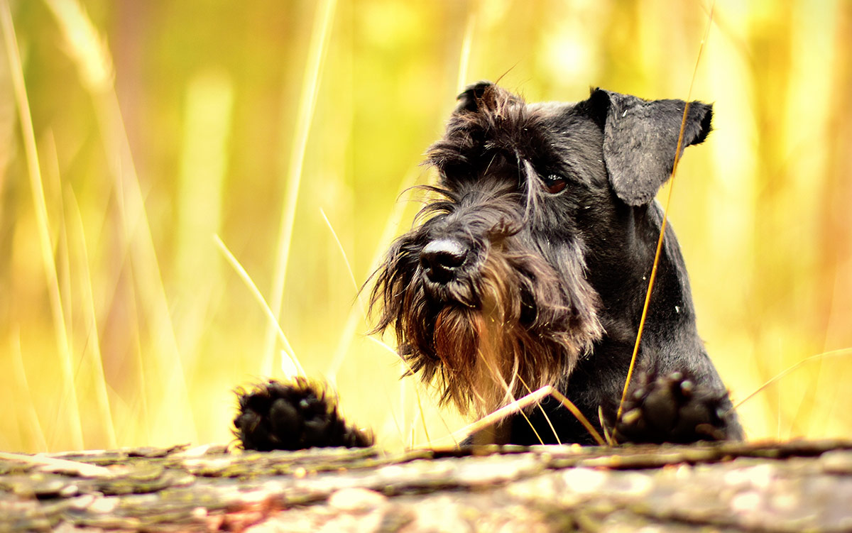 do miniature schnauzers shed