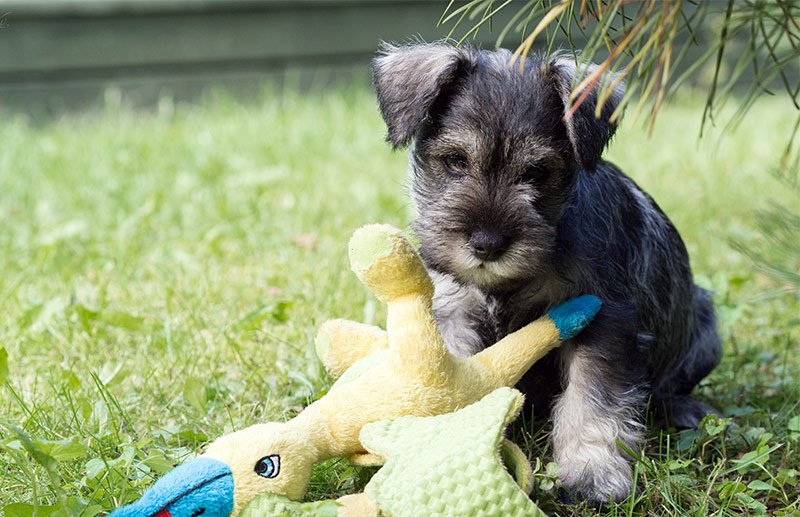 wire haired terrier schnauzer mix