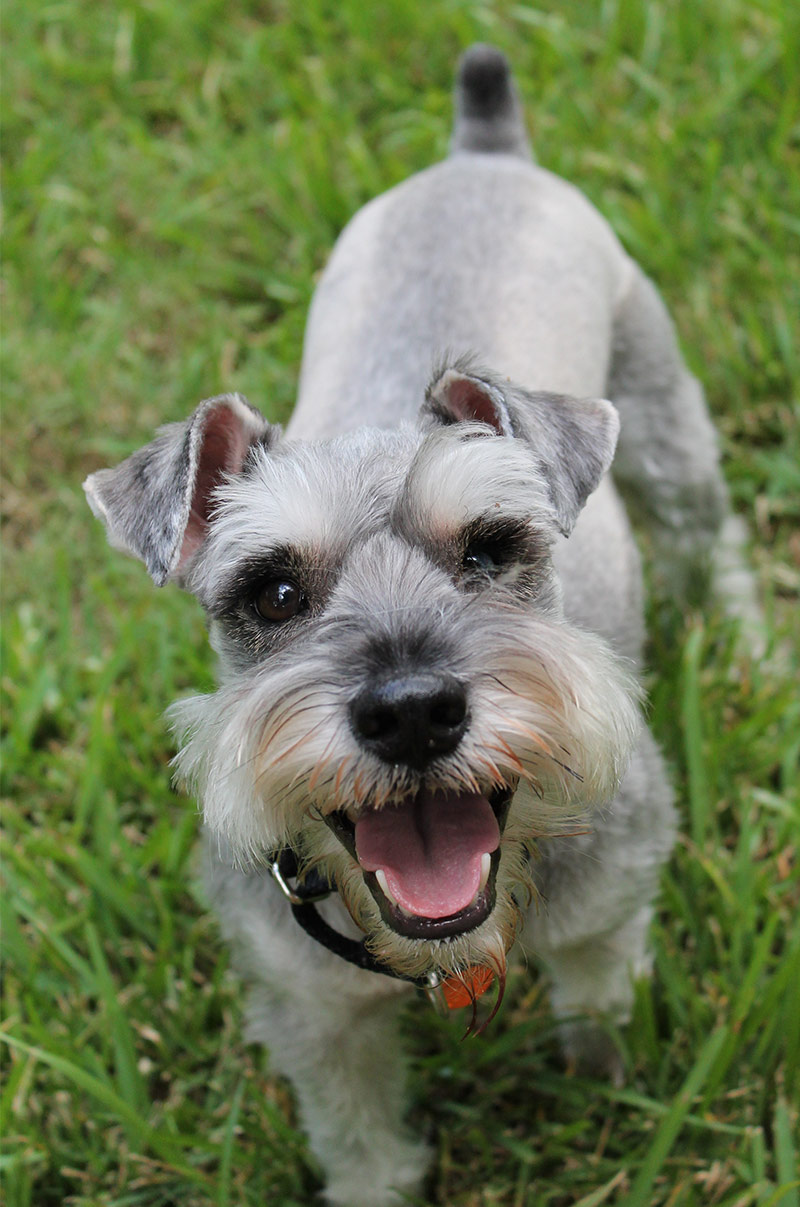 happy schnauzer