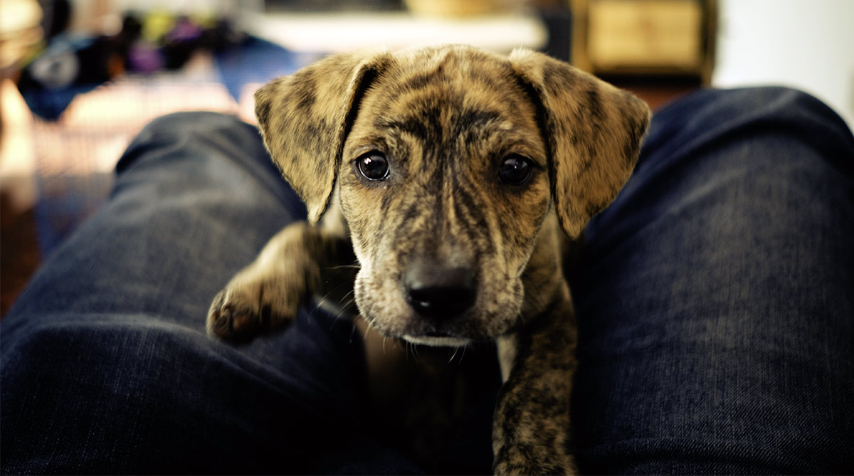 old brindle cur dog