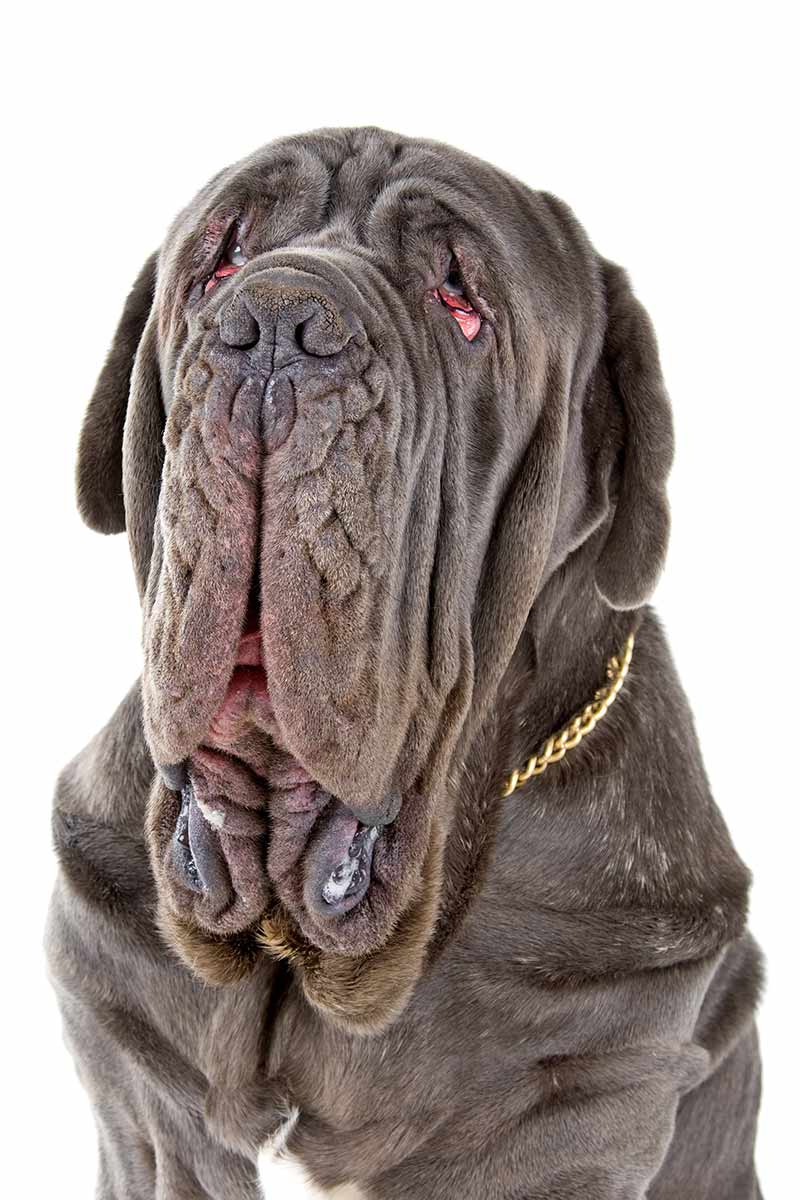 Neopolitan mastiff