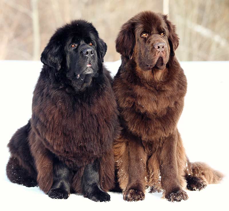 two newfoundland dogs