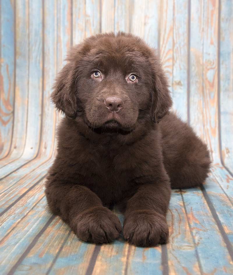 Newfoundland puppy