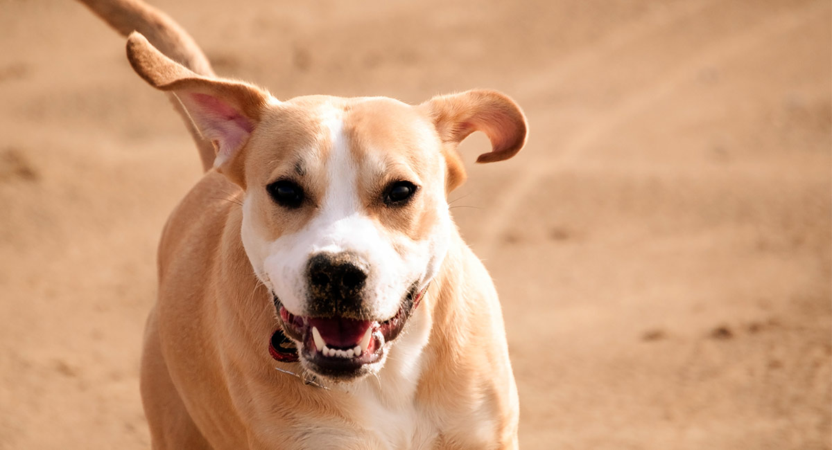 Jack Russell Lab Pit Mix