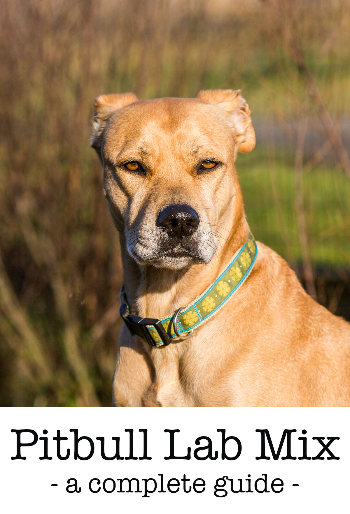 Grey Pitbull Lab Mix