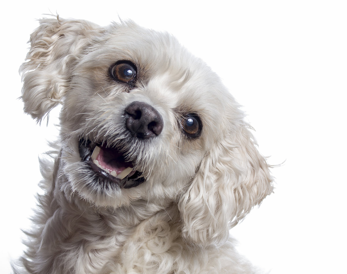 poodle terrier mix