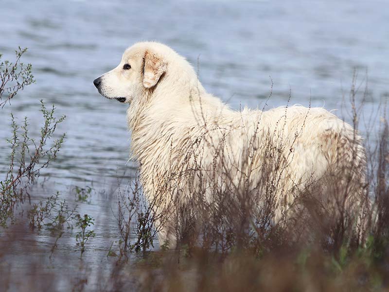 big white shaggy dog breeds