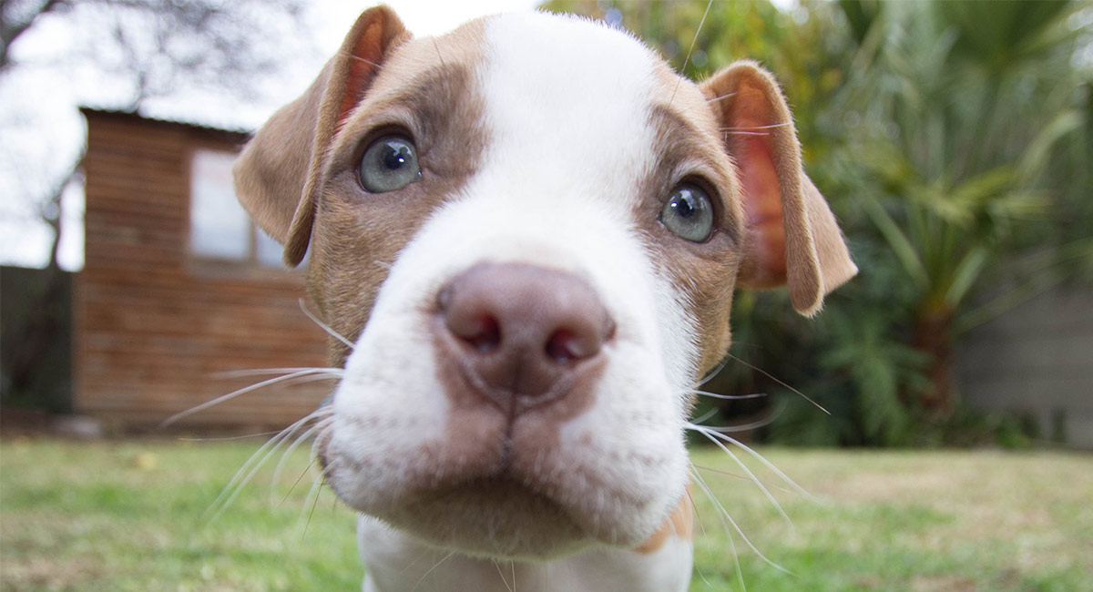 Red nose pitbul puppy