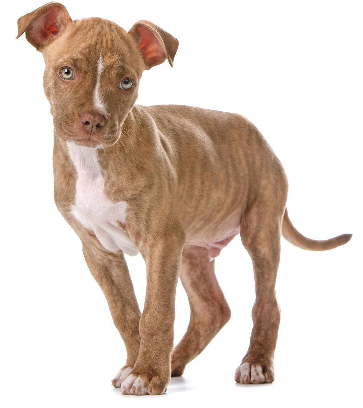 red nose pitbull stuffed animal