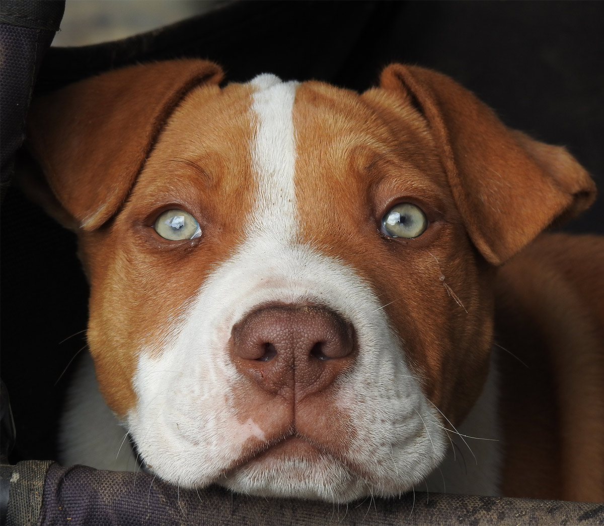 red nose pitbull shaking