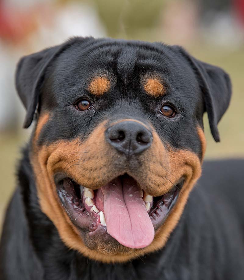 rottweiler portrait