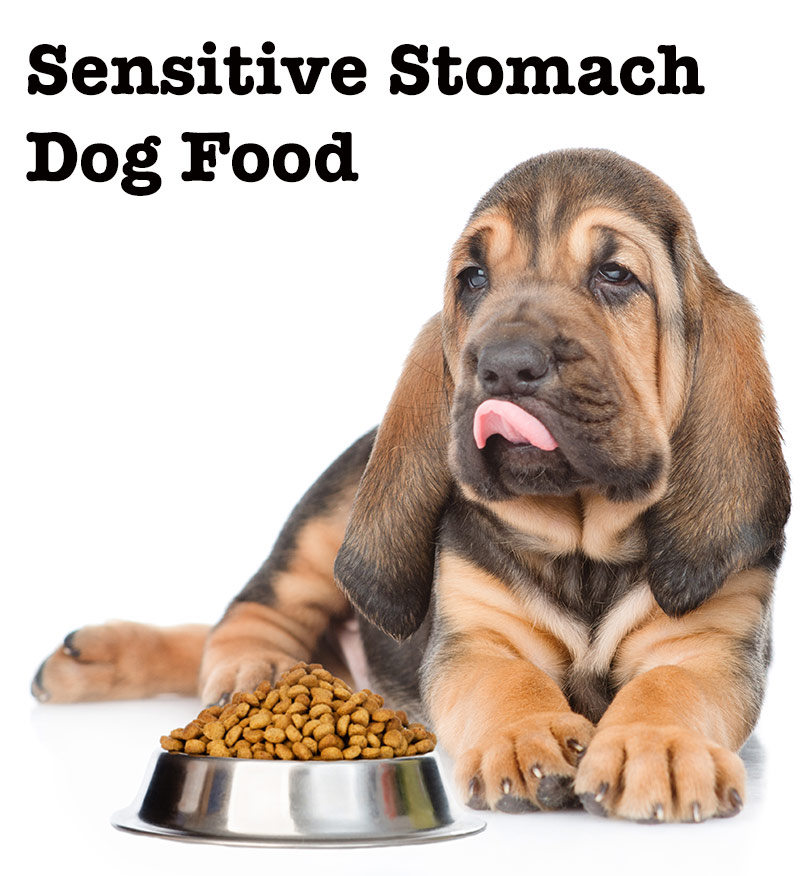 What Is The Best Dry Food For Dogs With Sensitive Stomachs