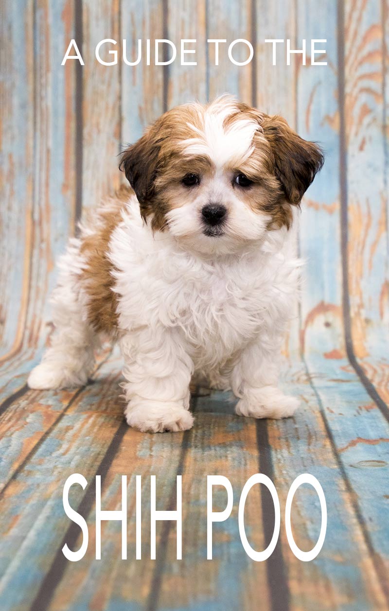 Shih Poo Your Guide To The Shih Tzu Poodle Mix