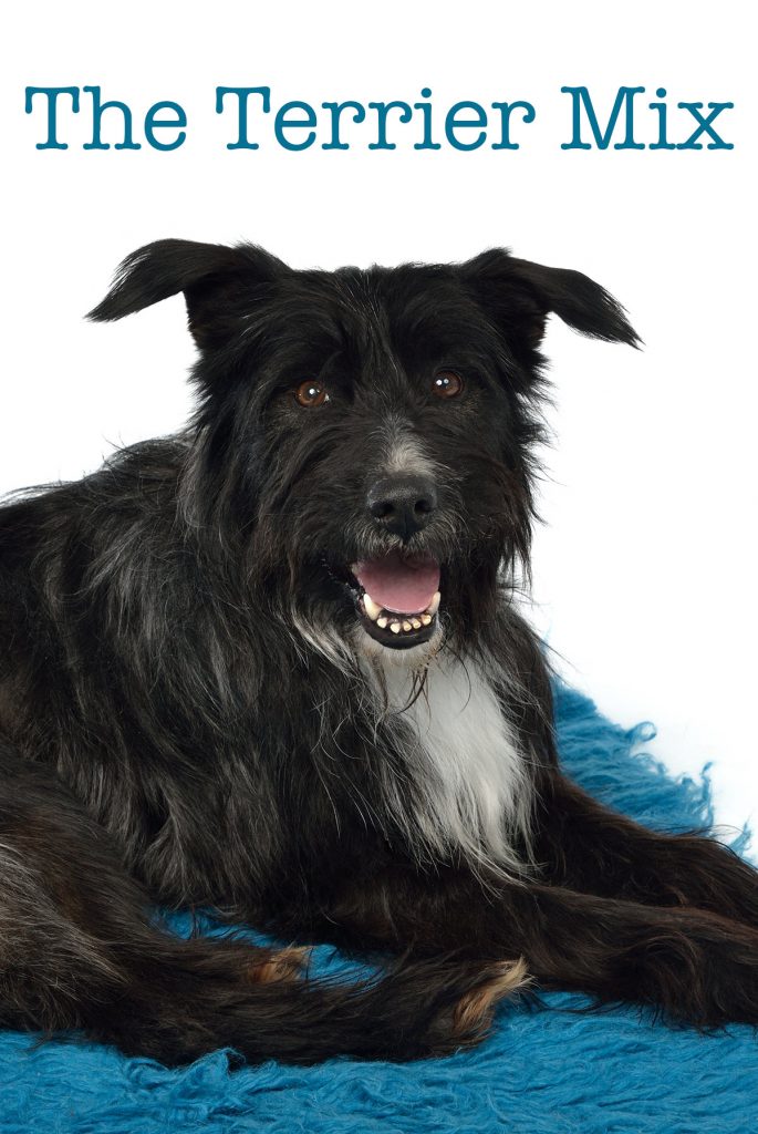 Terrier Mix Pros and Cons of the Top Terrier Cross Breeds