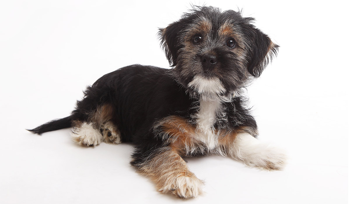 Fox terrier best sale x shih tzu