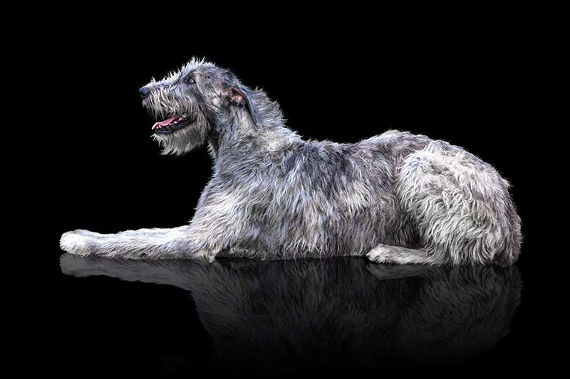 Largest Dog Breeds Featuring The Biggest Dog In The World