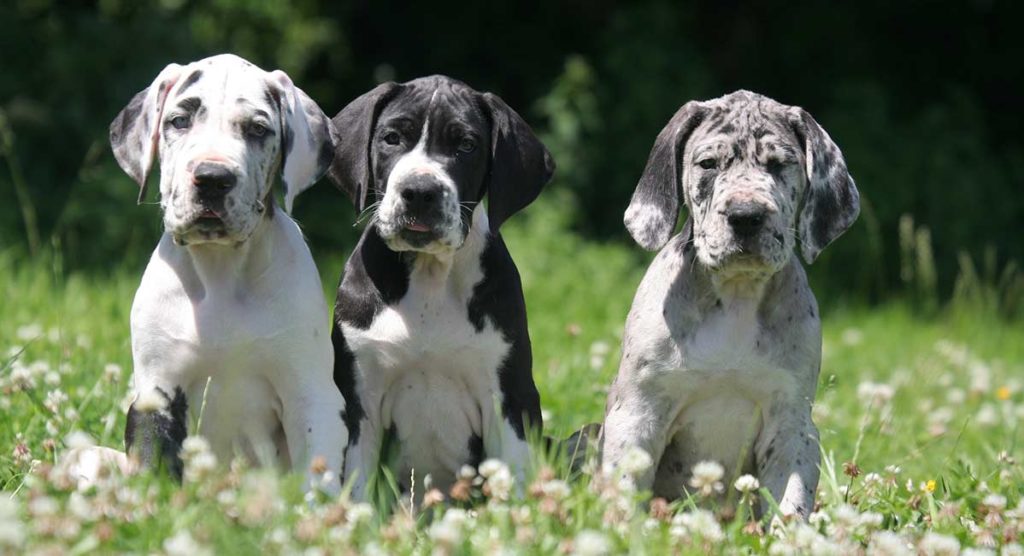3 great dane puppies in a meadow - biggest dog in the world