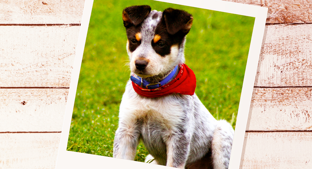 Pictures Of Blue Heelers Beautiful Images Of Australian Cattle Dogs