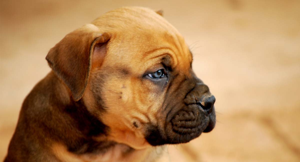 black boerboel temperament