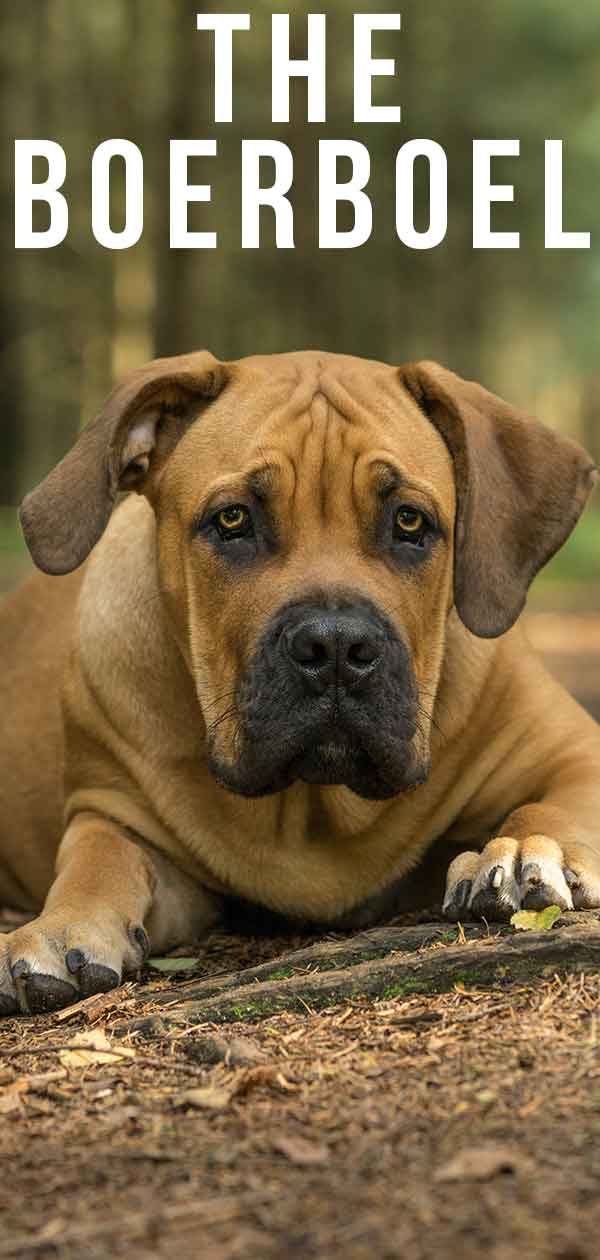 do boerboel shed