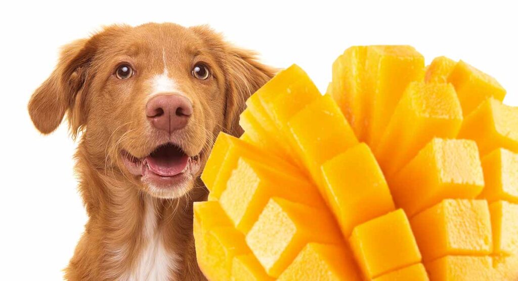 Kan hunde spise mango? En komplet guide til mango til hunde Mont Blanc