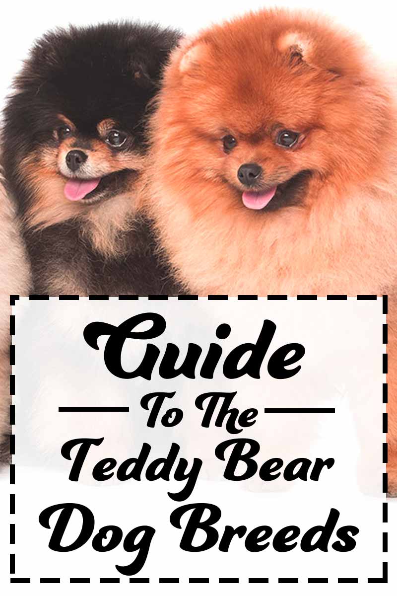 teddy dog breed name