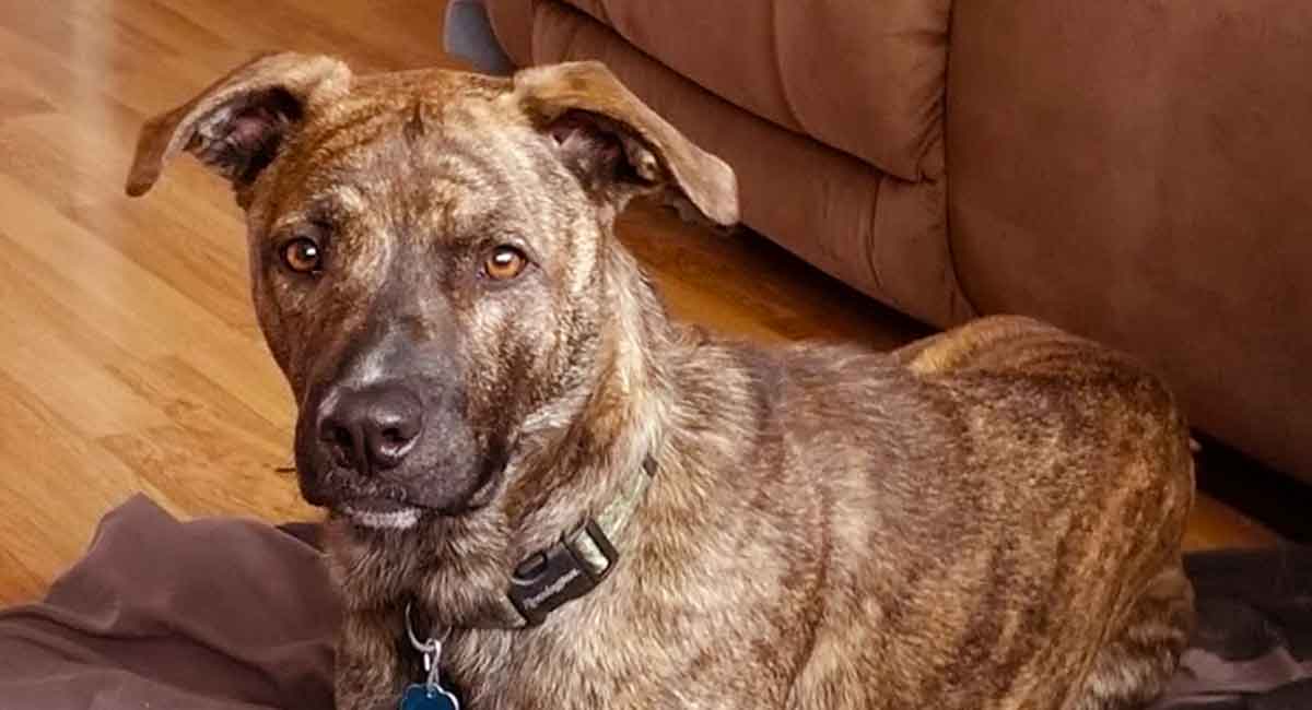 do mountain cur dogs make good pets