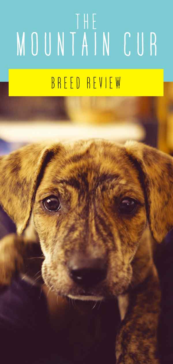 is dry food harmful to a mountain cur puppy