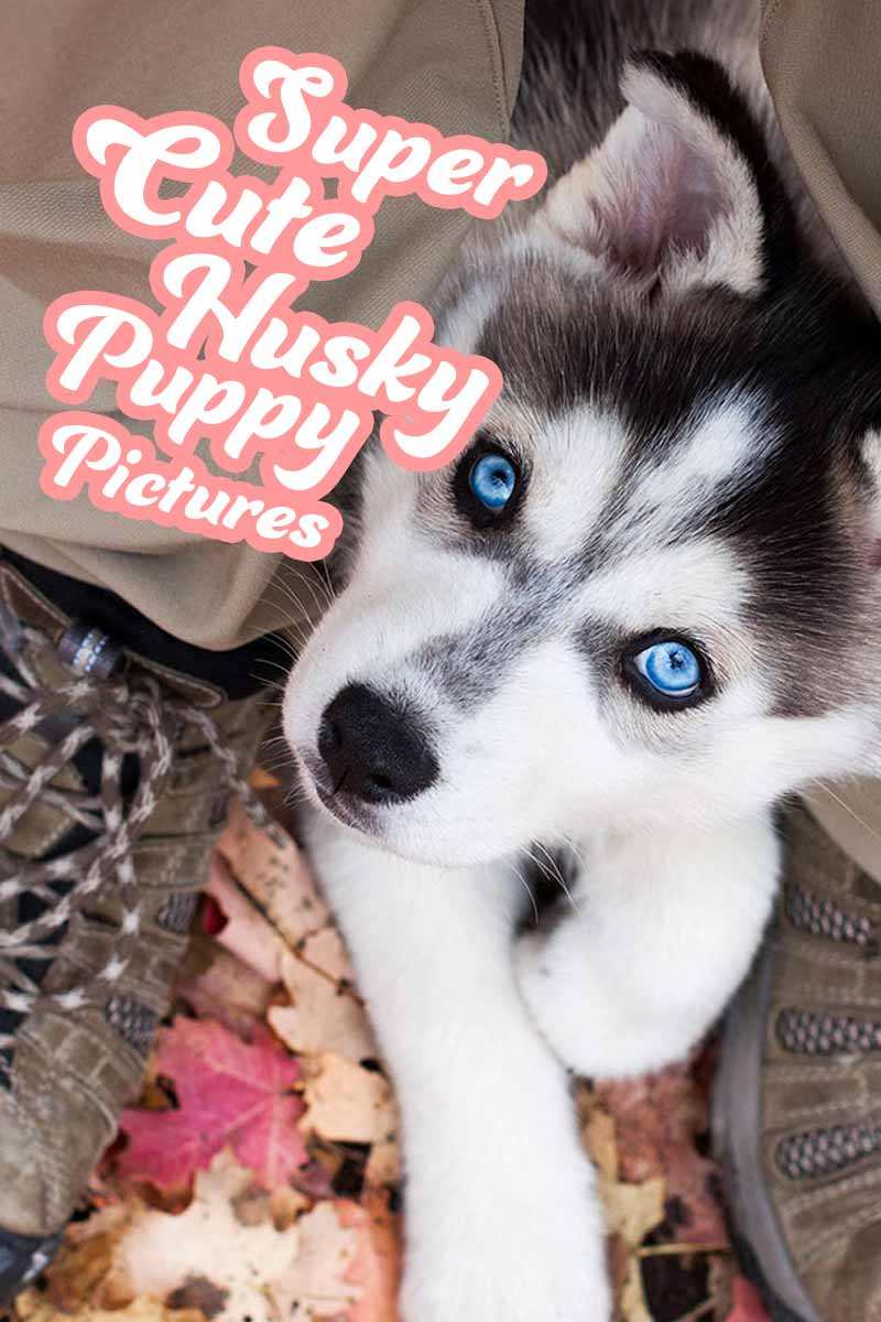 cute baby husky pups