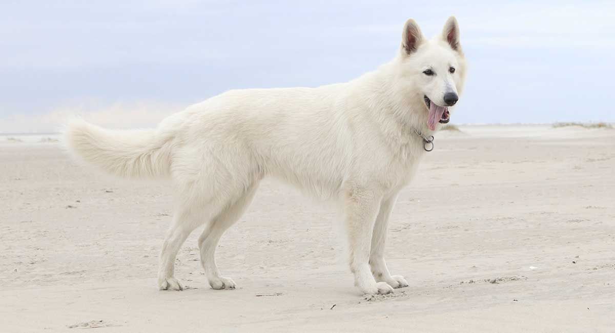 all white german shepherd