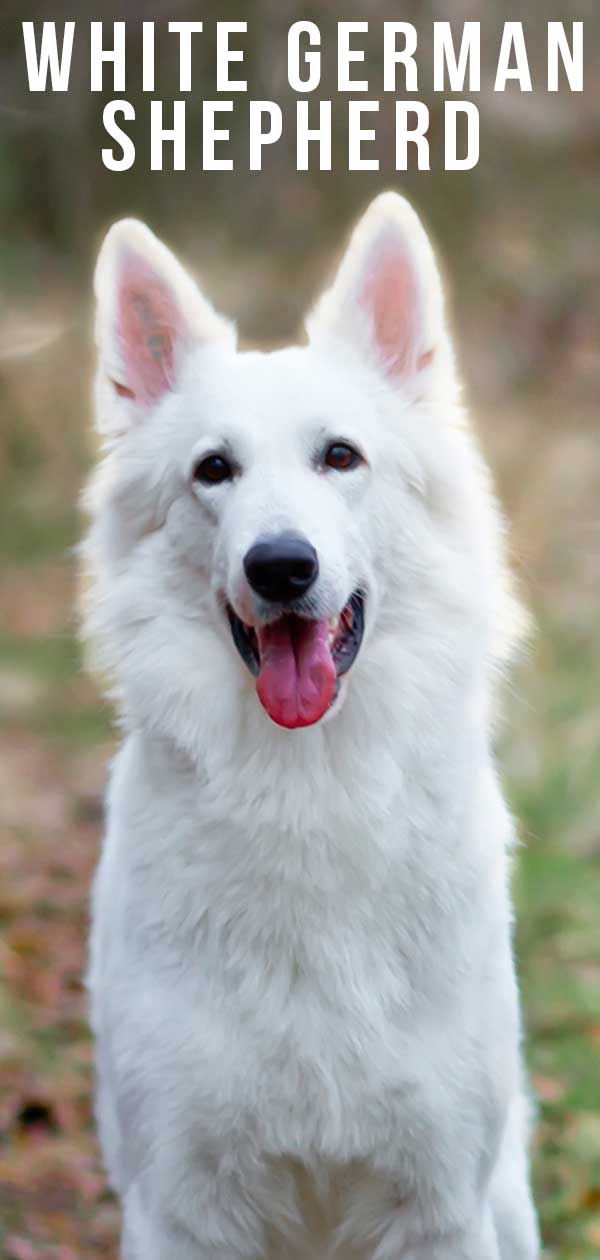 White German Shepherd Dog A Complete Guide To A Snowy White Pup