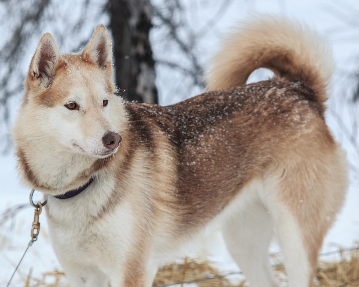 Brown Alaskan Husky