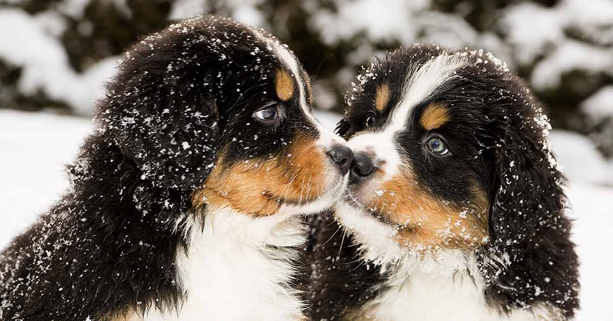 what are the biggest and hairiest dogs