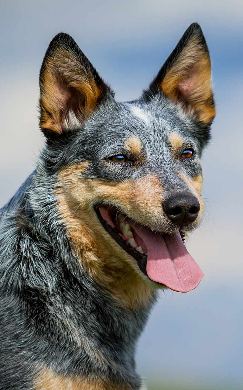 Find out about the Blue Heeler origin and history 