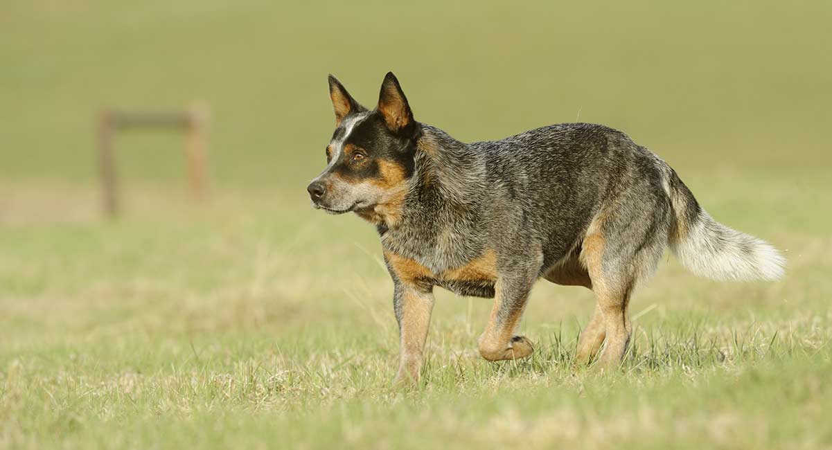 blue heeler show dog