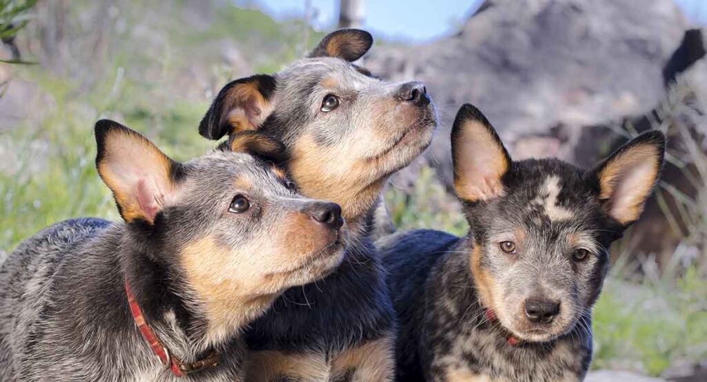 Chocolate hotsell heeler puppies