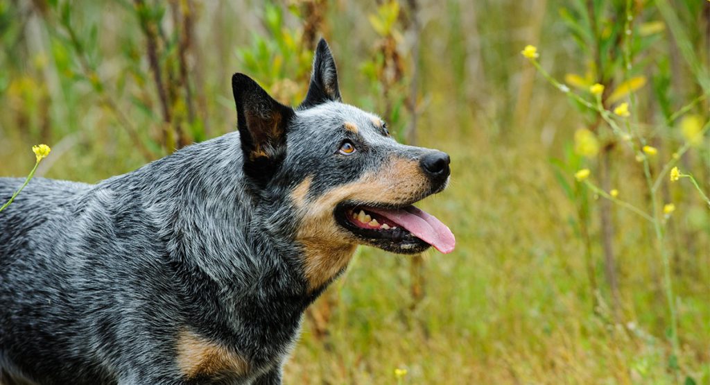 australian cattle dog golden retriever mix