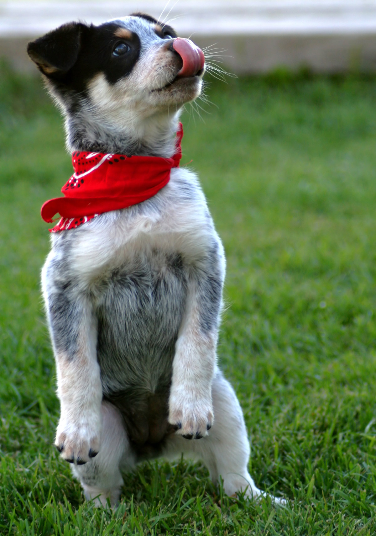 blue heeler biting ankles