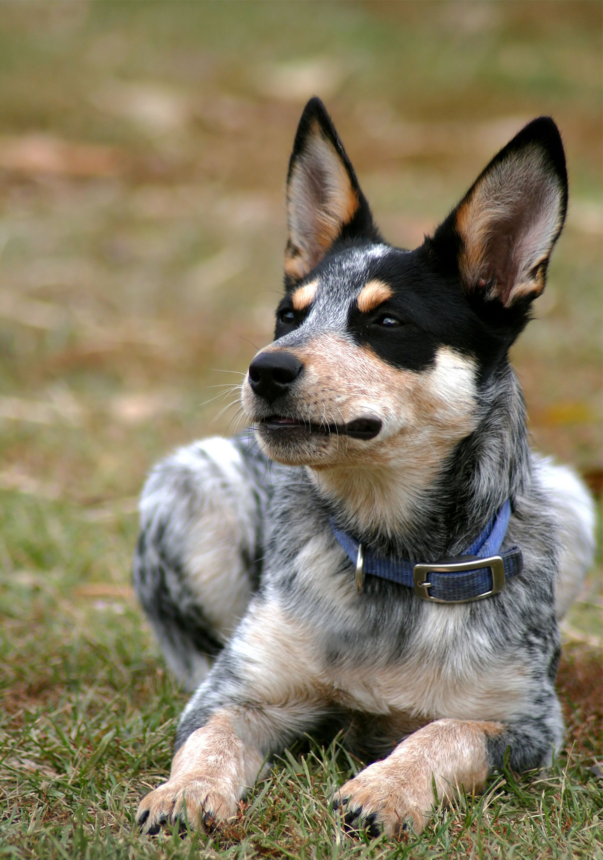 queens blue heeler