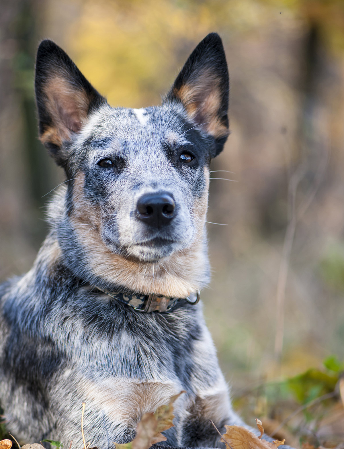 blue merle blue heeler