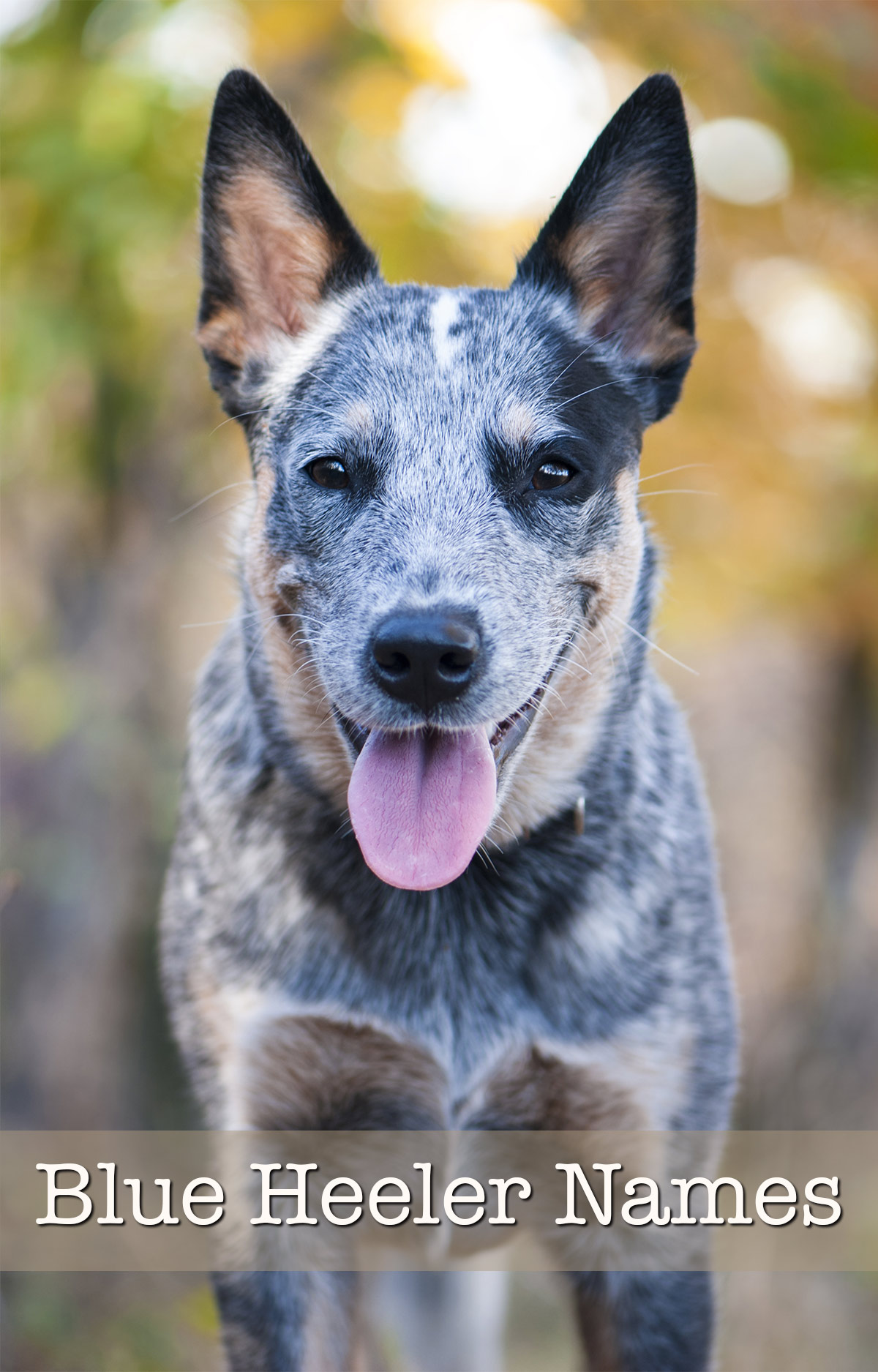 Blue Heeler Names 0 Brilliant Ideas For Australian Cattle Dog Puppies