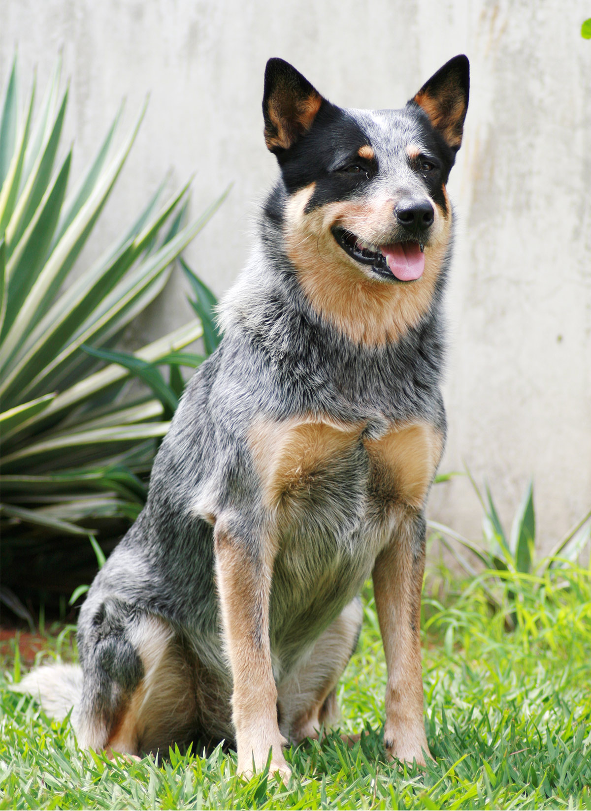 blue heeler mixed with corgi